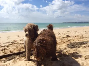 Hund vannbilde portugal M og A
