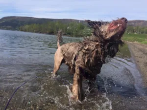 Hund vannbilde rister seg